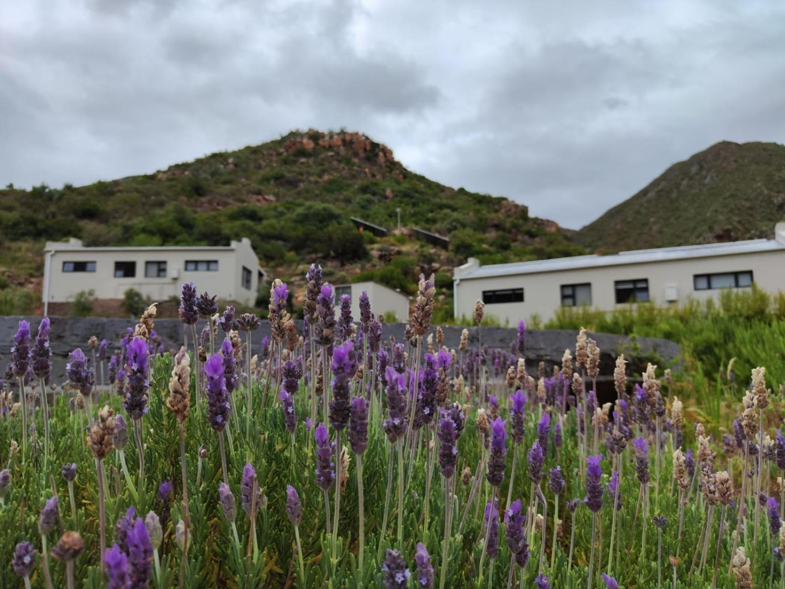 Roodekloof Apartment Montagu Bagian luar foto